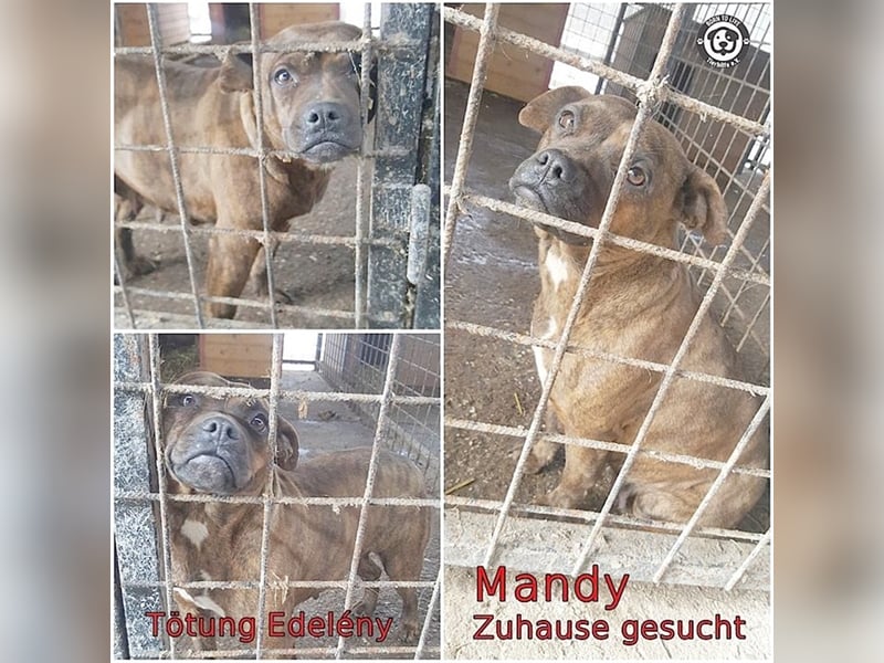 MANDY, megaliebe Maus. Darf nicht nach Deutschland da Listen-Mix