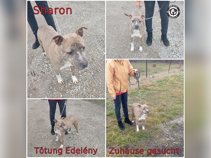 SHARON, liebevolle Maus. Da Listenmix darf sie nicht nach Deutschland