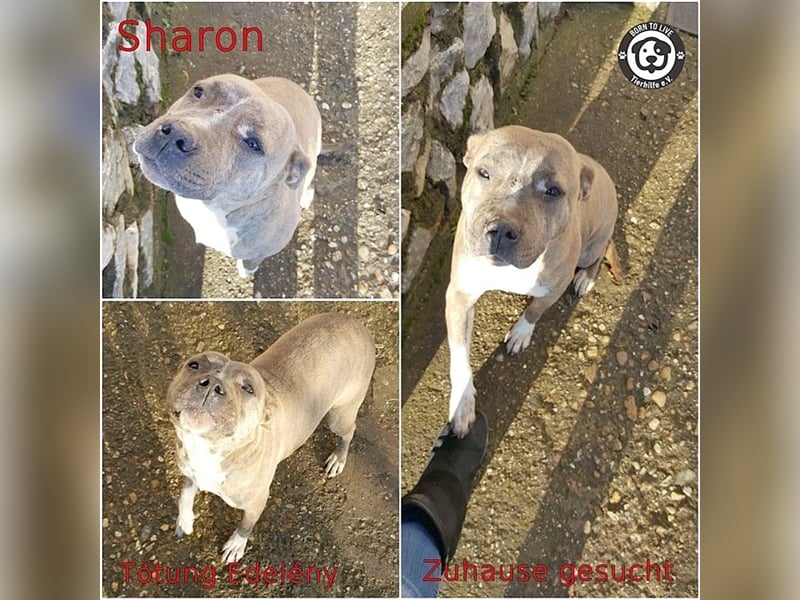 SHARON, liebevolle Maus. Da Listenmix darf sie nicht nach Deutschland