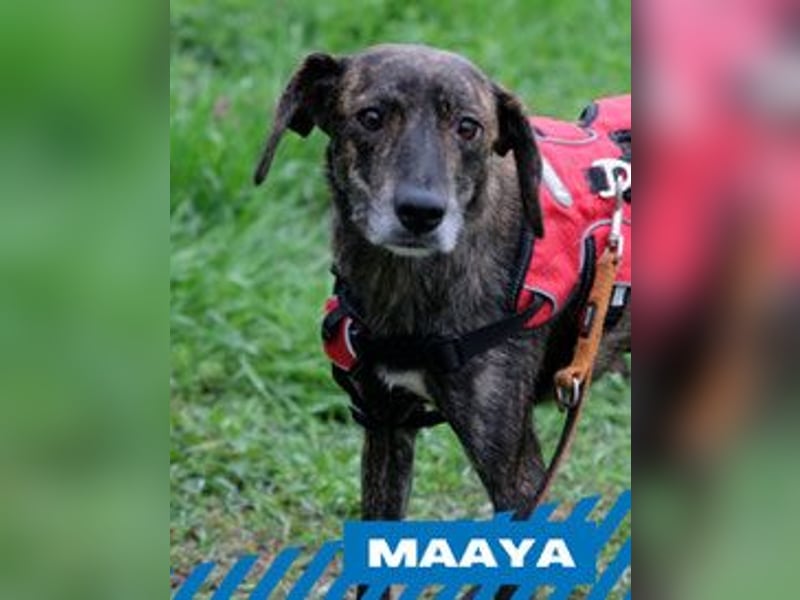 Maaya - weiblich, kastriert - geboren ca. 2022