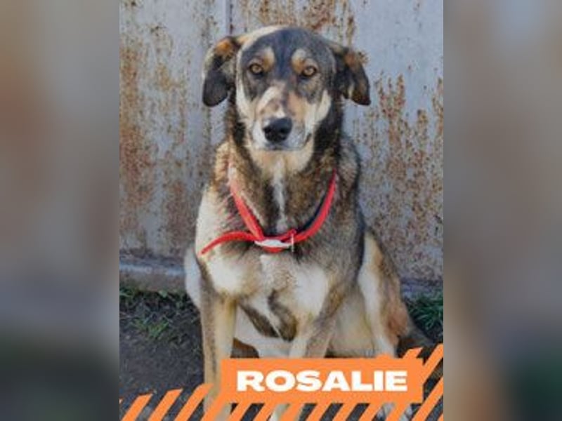 Rosalie - kastriert - geboren ca. Anfang 2023 - Tierheim Kostinbrod (Bulgarien)