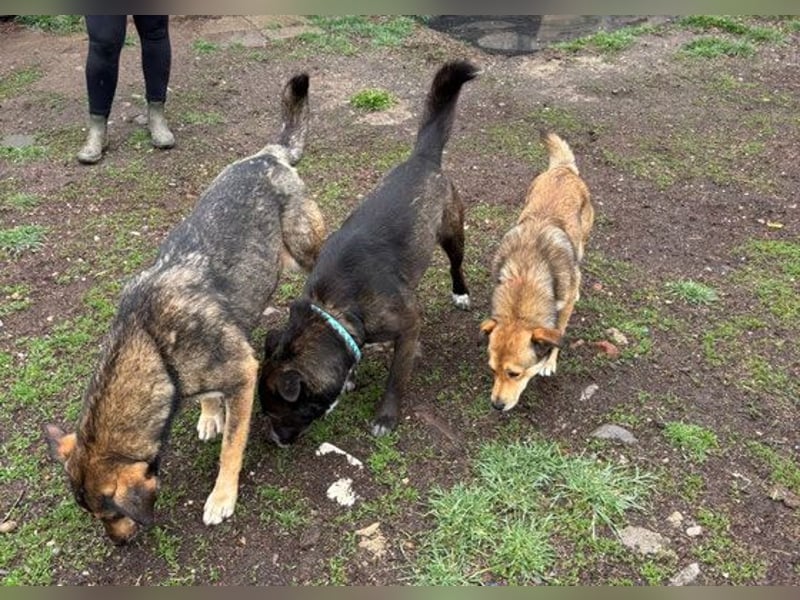 Rosalie - kastriert - geboren ca. Anfang 2023 - Tierheim Kostinbrod (Bulgarien)