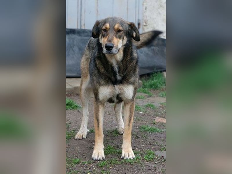 Rosalie - kastriert - geboren ca. Anfang 2023 - Tierheim Kostinbrod (Bulgarien)
