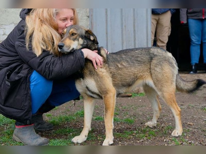 Rosalie - kastriert - geboren ca. Anfang 2023 - Tierheim Kostinbrod (Bulgarien)