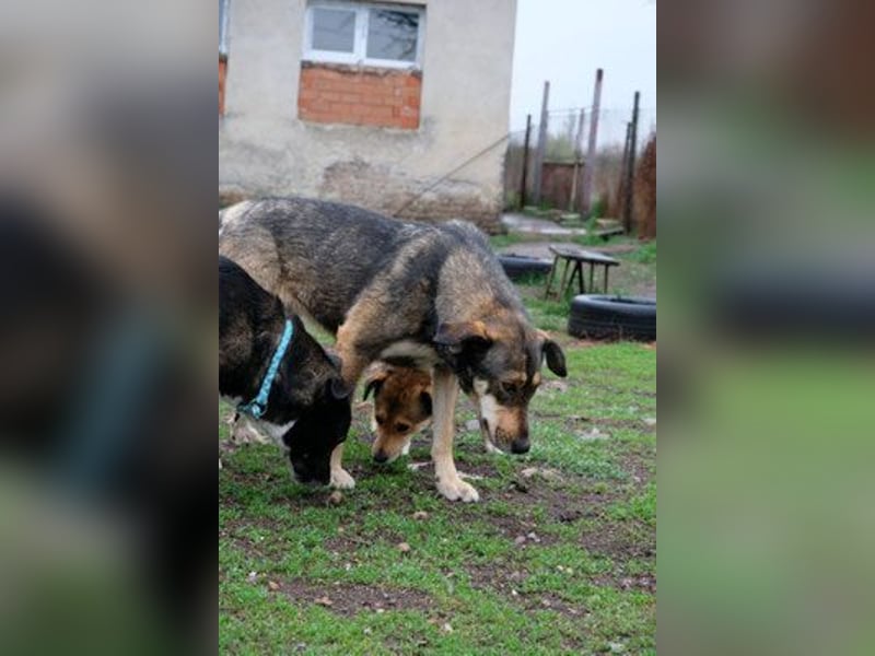 Rosalie - kastriert - geboren ca. Anfang 2023 - Tierheim Kostinbrod (Bulgarien)
