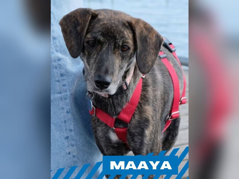 Maaya - ein Jackpot auf vier Beinen - weiblich, kastriert - geboren ca. 2023
