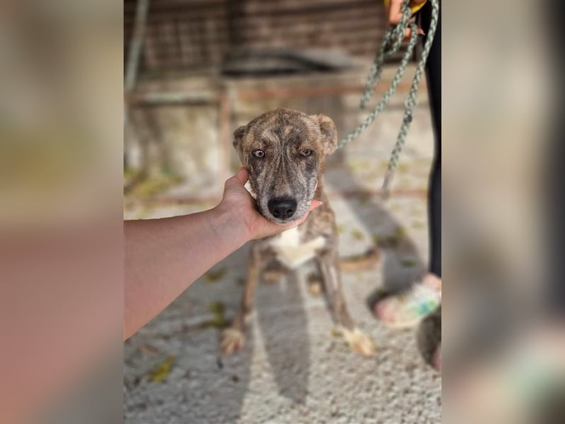 Amelie, lieb und gutmütig