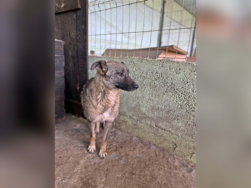 Nala, freundlich, schüchtern und zurückhaltend