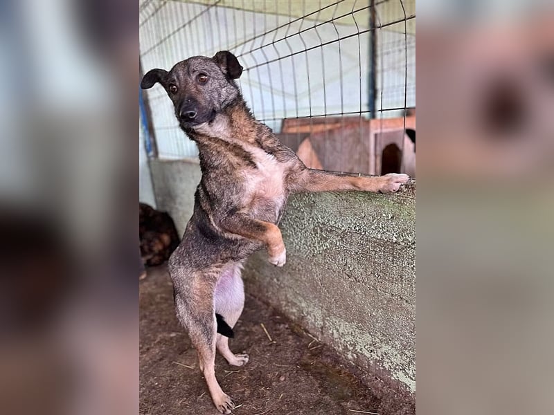 Nala, freundlich, schüchtern und zurückhaltend