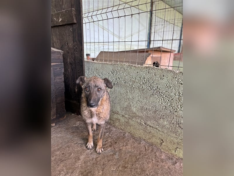 Nala, freundlich, schüchtern und zurückhaltend