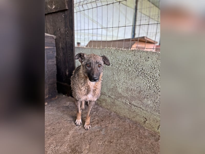 Nala, freundlich, schüchtern und zurückhaltend