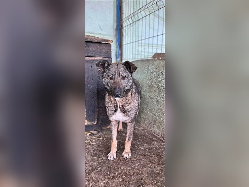 Nala, freundlich, schüchtern und zurückhaltend