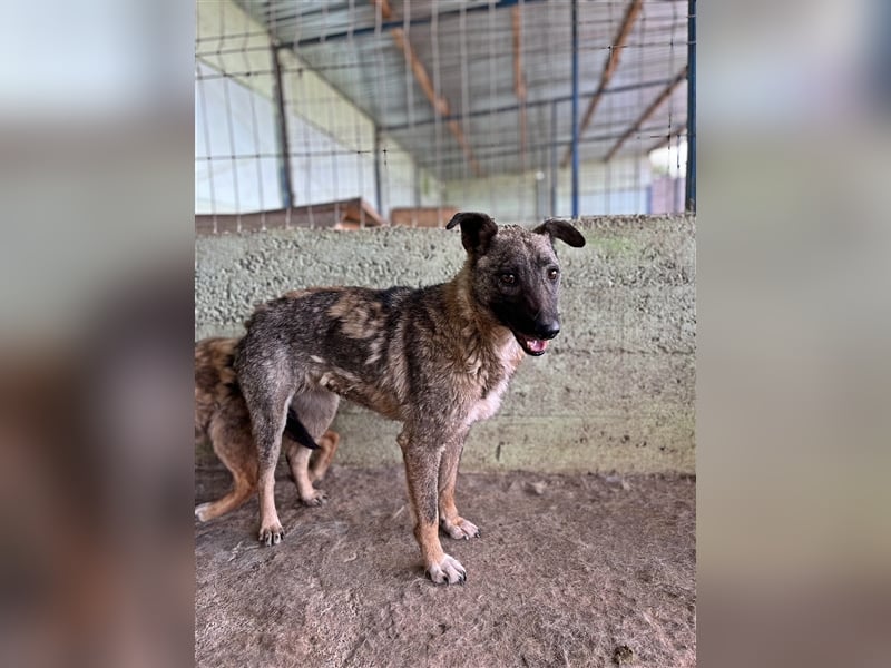 Nala, freundlich, schüchtern und zurückhaltend