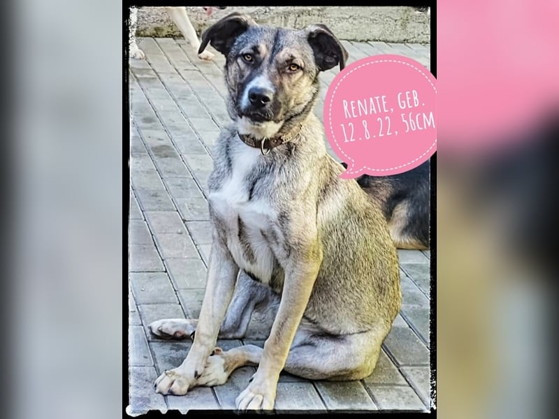 Renate - hübsch, lieb, menschenfreundlich und souverän - sucht ihr Zuhause