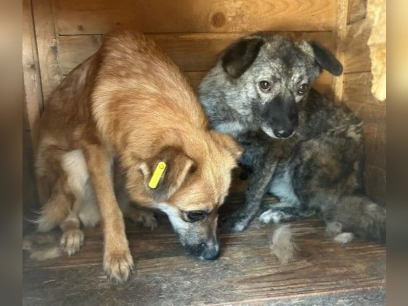 hübsche Bonnie sucht perfect match