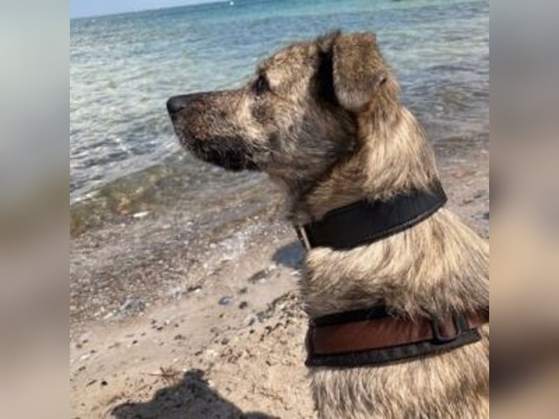 MONA- treue Seele auf der Suche nach Ihrem neuen zu Hause