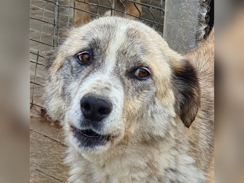Greta: Augen sagen mehr....