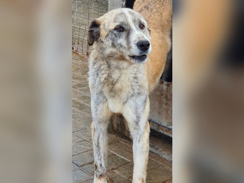 Greta: Augen sagen mehr....