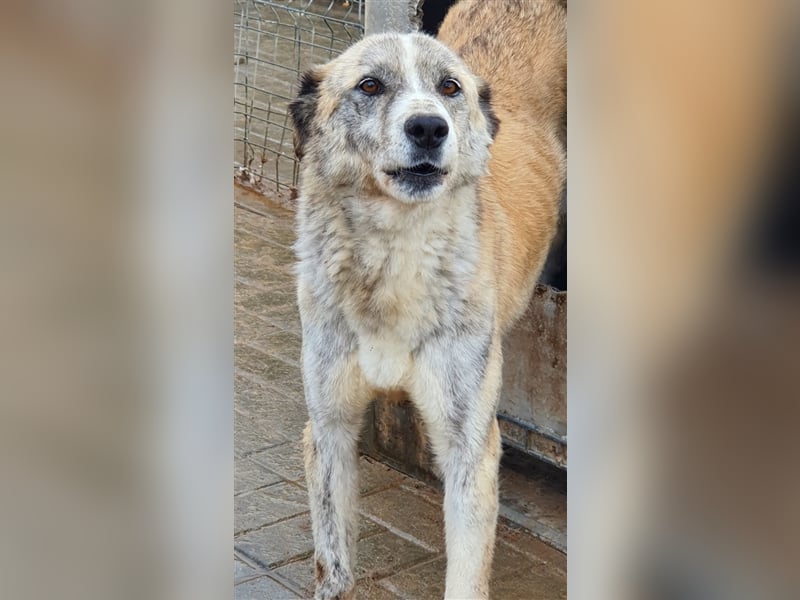 Greta: Augen sagen mehr....