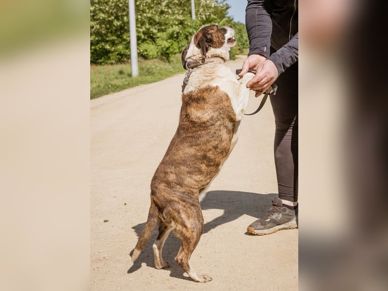 Xena, hat es nicht verdient im Tierheim alt zu werden. Ein absolut toller Familienhund!