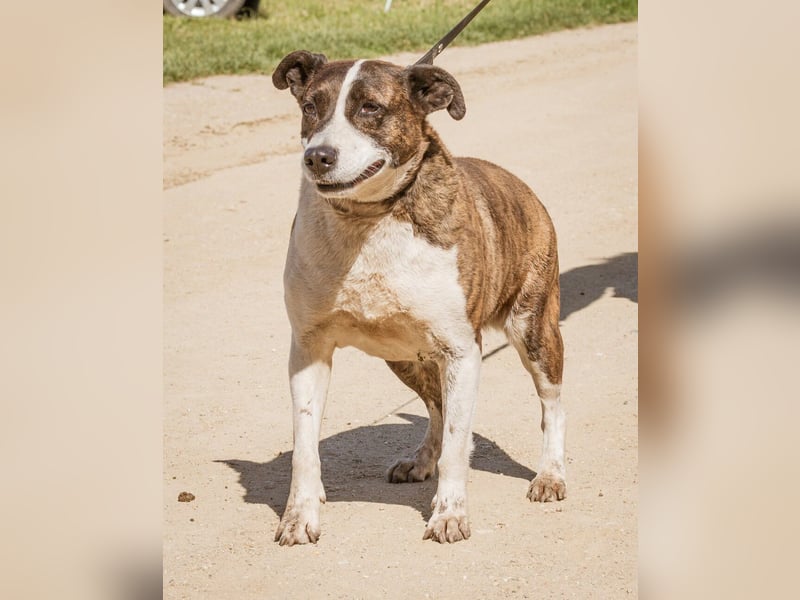 Xena, hat es nicht verdient im Tierheim alt zu werden. Ein absolut toller Familienhund!