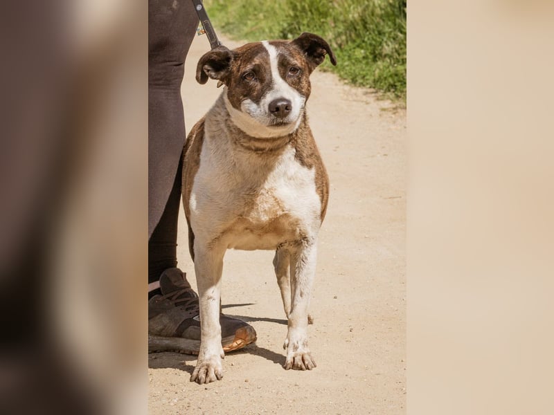 Xena, hat es nicht verdient im Tierheim alt zu werden. Ein absolut toller Familienhund!