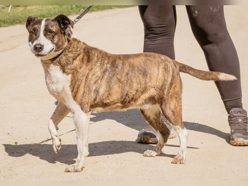 Xena, hat es nicht verdient im Tierheim alt zu werden. Ein absolut toller Familienhund!