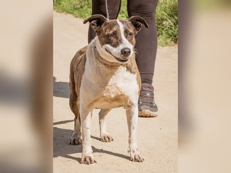 Xena, hat es nicht verdient im Tierheim alt zu werden. Ein absolut toller Familienhund!