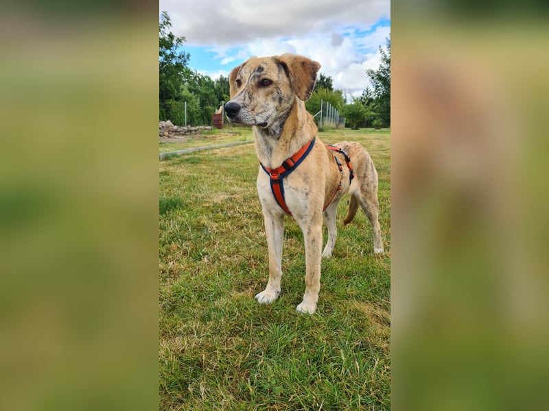 Pupcake Nala sucht ihre Familie