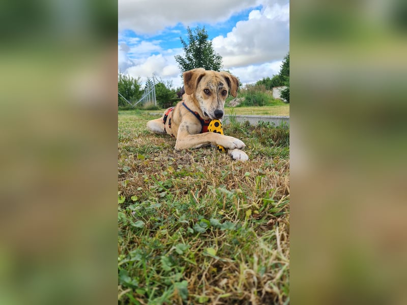 Pupcake Nala sucht ihre Familie