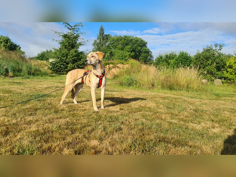 Pupcake Nala sucht ihre Familie