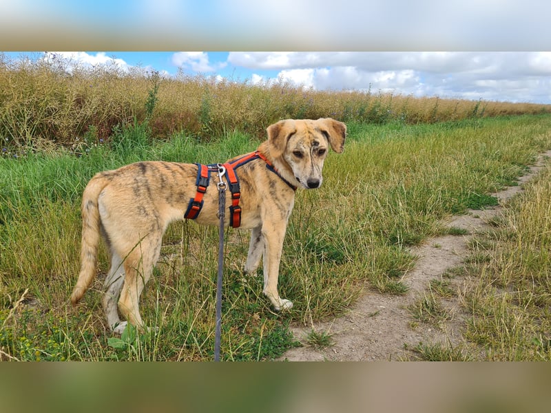 Pupcake Nala sucht ihre Familie