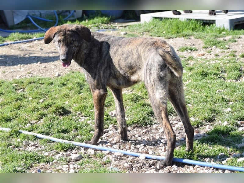 Jette - ein fröhliches Hundemädchen