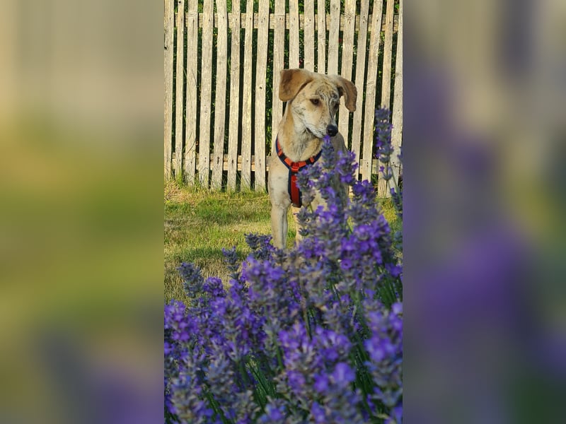 Pupcake Nala sucht ihre Familie