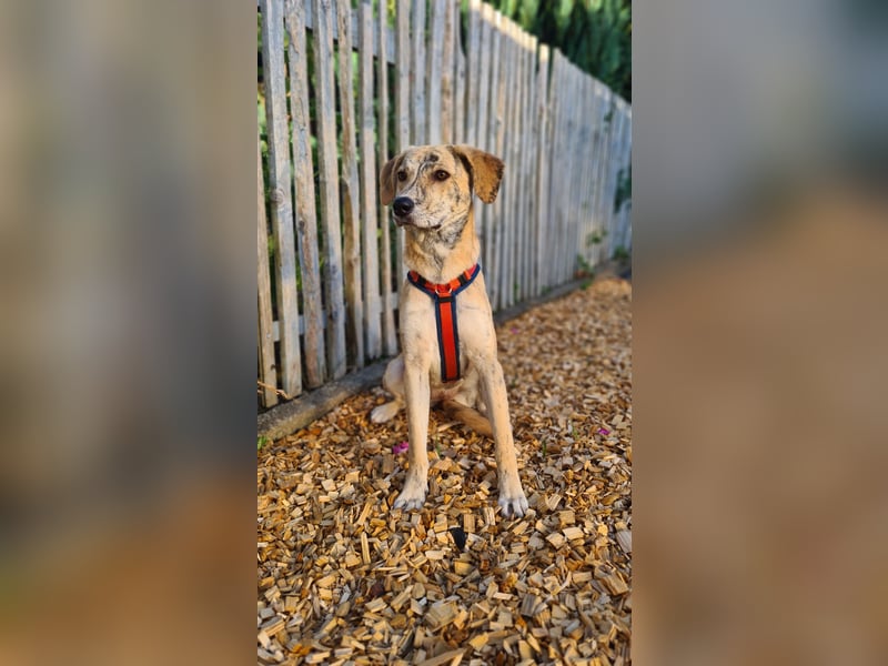 Pupcake Nala sucht ihre Familie