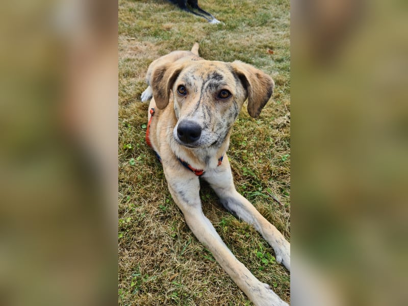 Pupcake Nala sucht ihre Familie