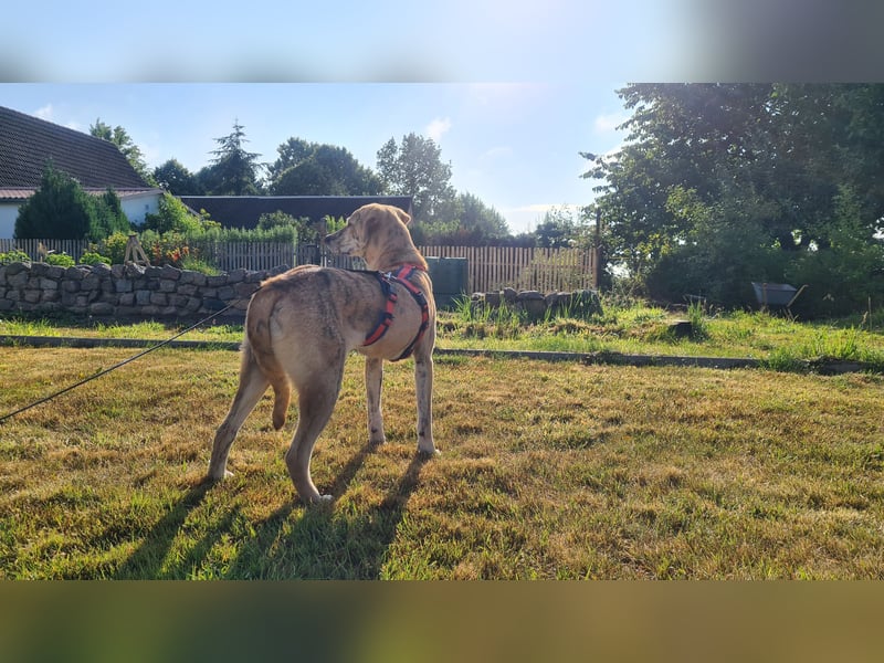 Pupcake Nala sucht ihre Familie
