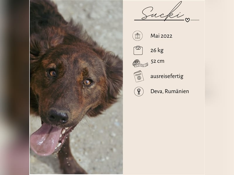 SUCKI sucht ein liebes Zuhause