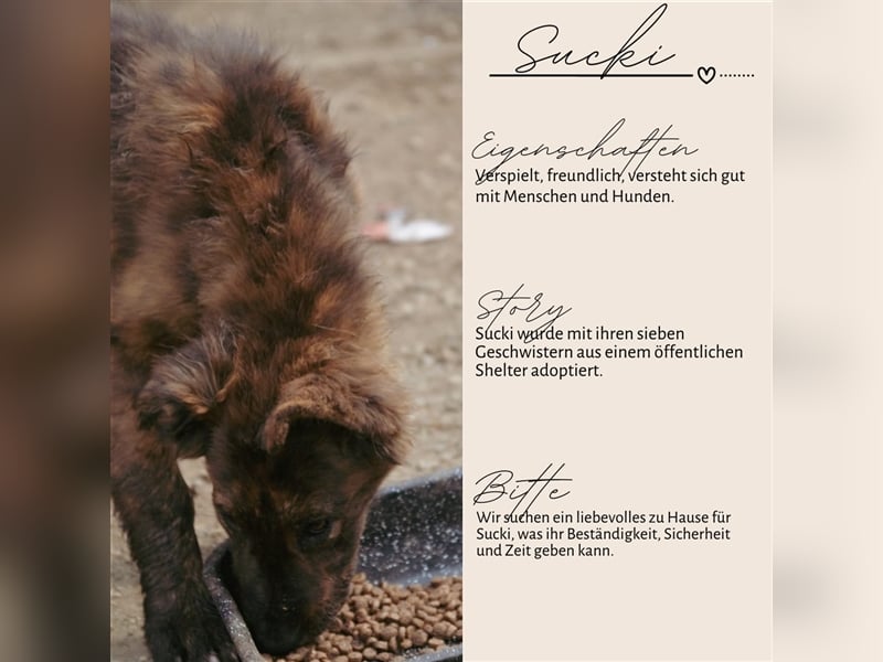 SUCKI sucht ein liebes Zuhause