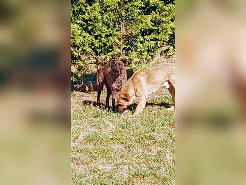 Helfen Sie Lua dabei zu funkeln?