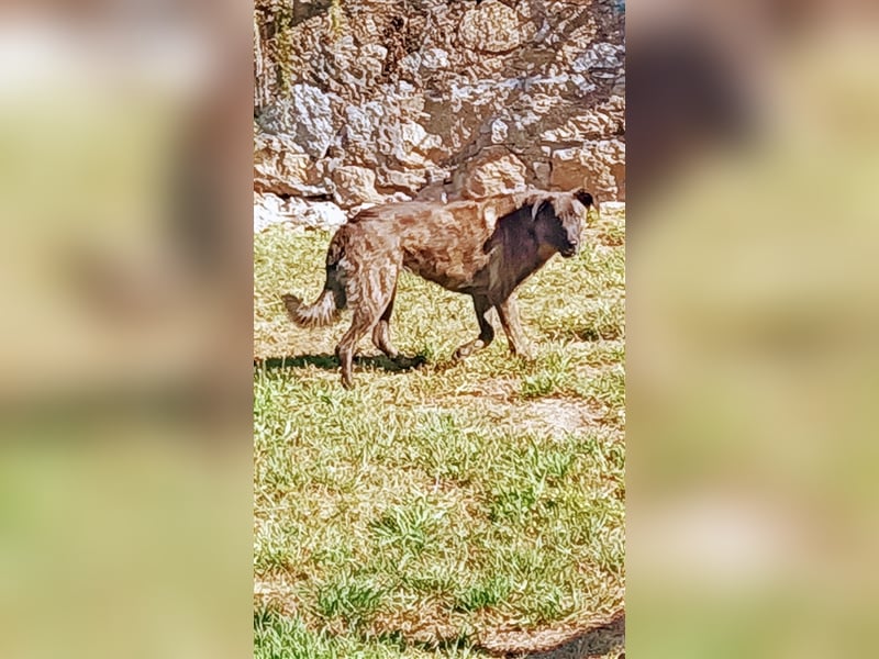 Helfen Sie Lua dabei zu funkeln?