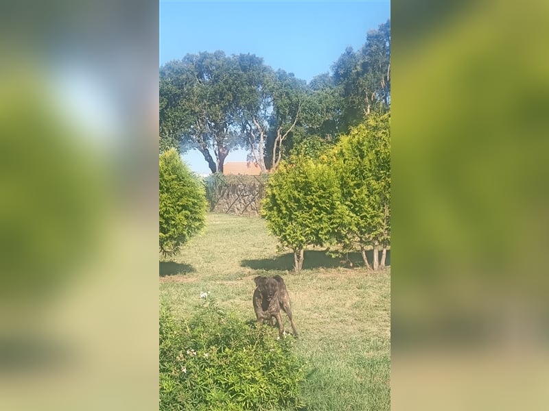 Helfen Sie Lua dabei zu funkeln?