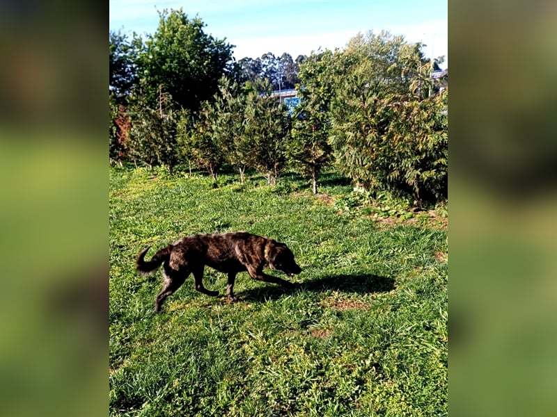 Helfen Sie Lua dabei zu funkeln?