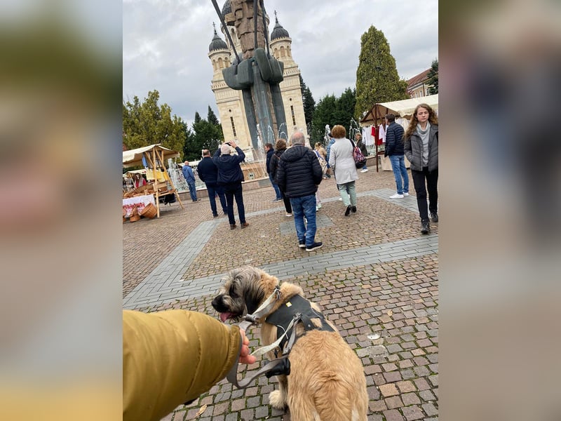 Tolle Bonnie möchte eine liebe Familie