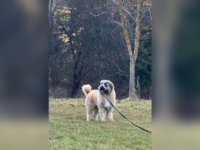 Tolle Bonnie möchte eine liebe Familie