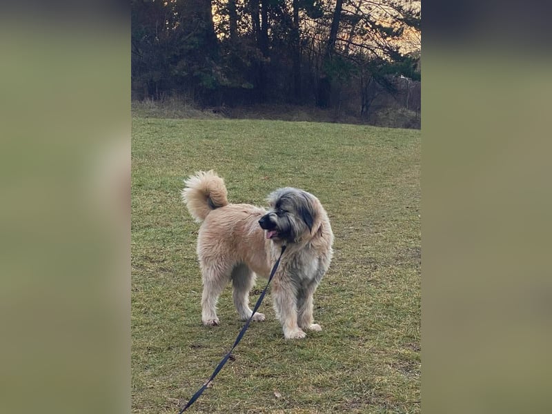 Tolle Bonnie möchte eine liebe Familie