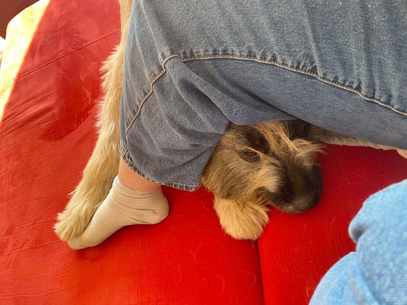 Tolle Bonnie möchte eine liebe Familie
