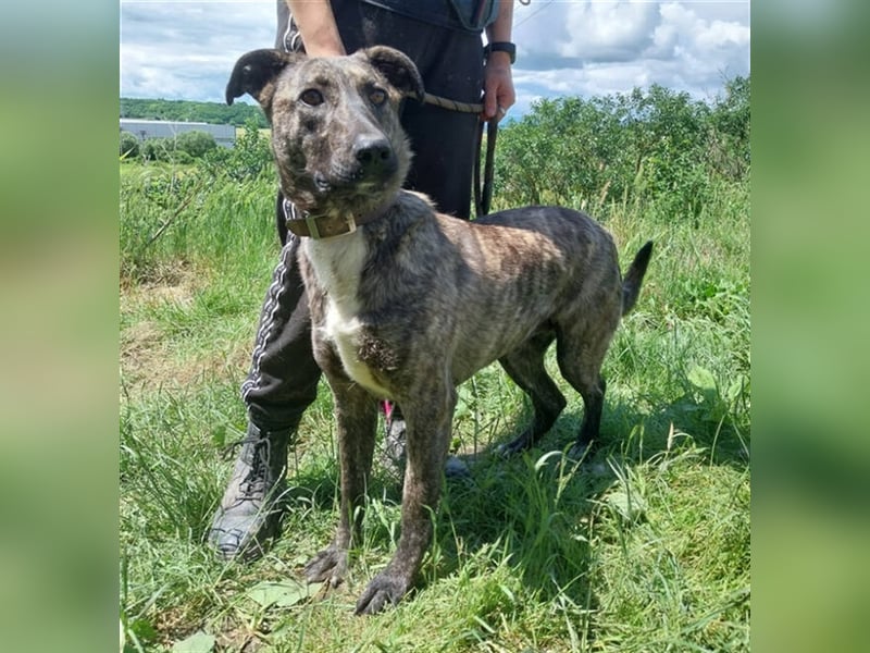 Lessie 2, Holländischer Schäferhund Mischling