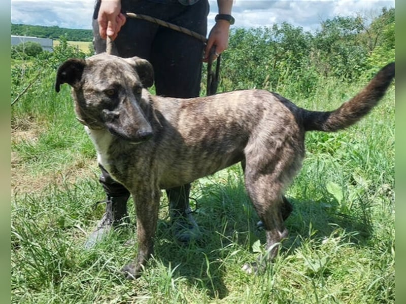 Lessie 2, Holländischer Schäferhund Mischling