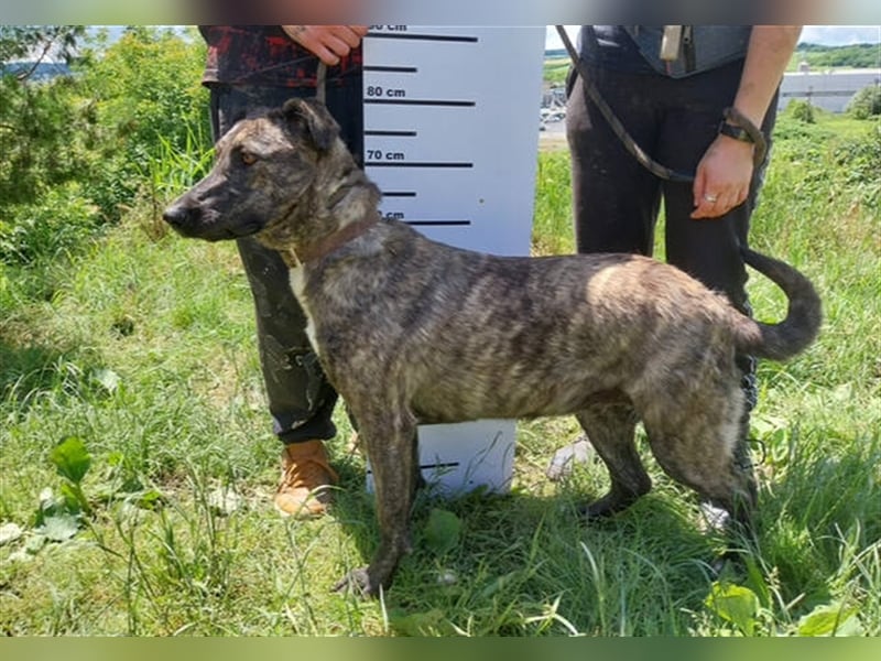 Lessie 2, Holländischer Schäferhund Mischling